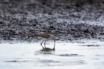 Wood sandpiper looking for food in the mud at a beach