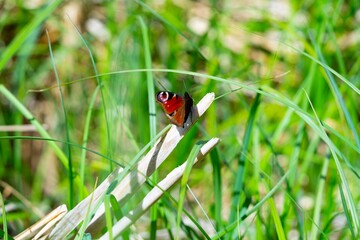 Butterfly on grass 