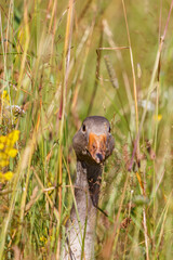 Curious Greylag goose in the grass looking to the camera