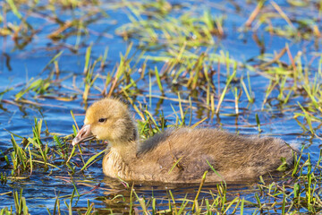 Newborn Greylag Goose gosling