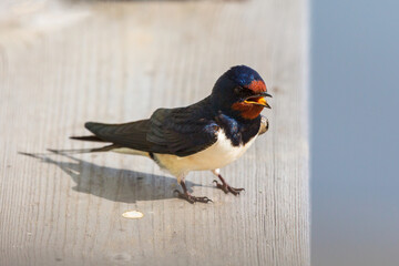 Barn swallow on a board