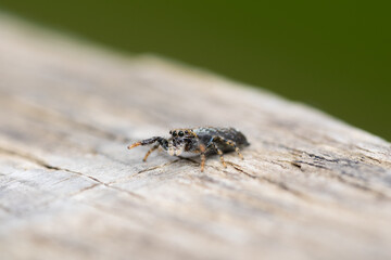 macro of a jumping spider 