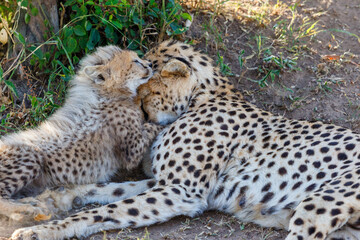 Naklejka na ściany i meble Cheetah cuddles with her cub