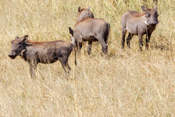 Warthogs in the grass