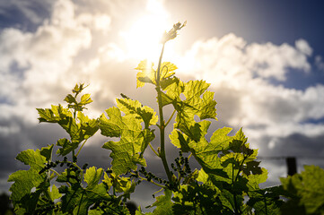 La vigne évolue de jour en jour au printemps