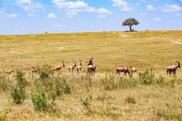 Naklejka na ściany i meble Heard with Hartebeest on the savannah in Masai mara