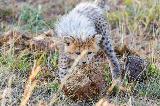 Cheetah cub that smells on the grass
