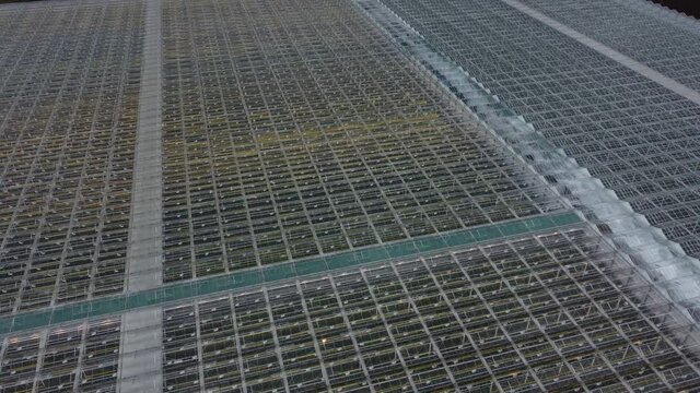 Industrial greenhouse with mediacal marijuana from above, aerial view. View from above of a warmhouse with transparent ceiling	
