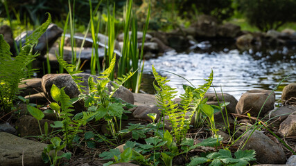 Naklejka na ściany i meble Green young shoots of Matteuccia struthiopteris (ostrich fern, fern or shuttlecock) against blurred background of small garden pond. Selective focus. Pond with stone banks and frog-shaped fountain.