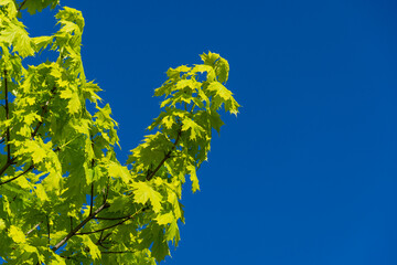 Norway maple (Acer platanoides) Princeton Gold spring bright leaves on blue sky background. Public landscape city park 'Krasnodar' or 'Galitsky park'.