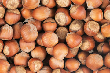 Unpeeled hazelnuts background texture. hazelnuts in shell