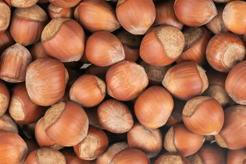 Unpeeled hazelnuts background texture. hazelnuts in shell