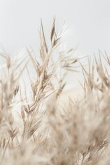 Dry cool tones beige romantic cane reed rush on light background macro