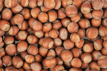 Unpeeled hazelnuts background texture. hazelnuts in shell