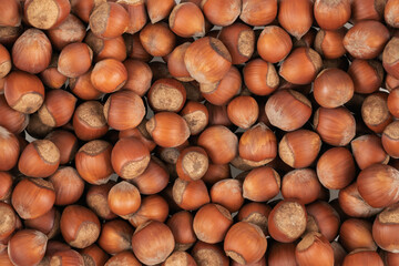 Unpeeled hazelnuts background texture. hazelnuts in shell