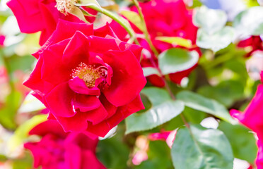 瑞々しいカラフルな満開の薔薇