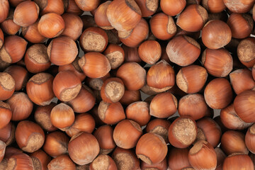 Unpeeled hazelnuts background texture. hazelnuts in shell