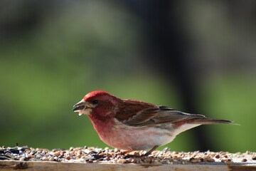 A purple finch at the feeder