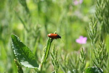 Coléoptère sur une herbe