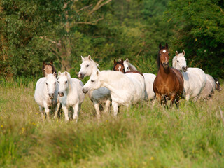 Obraz na płótnie Canvas Herd of Ponies