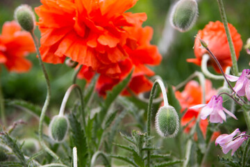 beautiful red poppies in my garden
