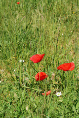 red poppy flowers