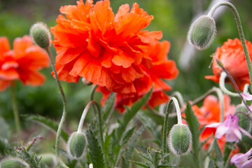 beautiful red poppies in my garden