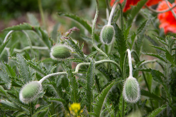 beautiful red poppies in my garden