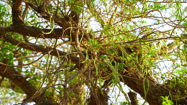 Hanging green fruits, sagari or khejari pods on the branch of Prosopis cineraria tree.