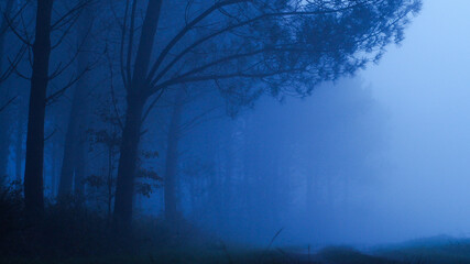 La forêt de pins des Landes est plongée dans un épais brouillard, à la tombée de la nuit