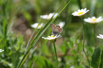 Papillon posé sur une pâquerette