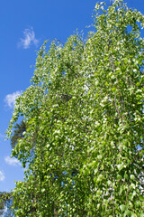 Birch branches against the blue sky in the summer day. Location vertical.