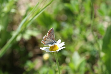 Papillon posé sur une pâquerette