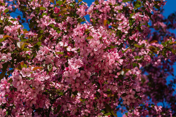Pink flowers of Apple Malus pumila 'Niedzwetzkyana'. Dark pink blossoms of Niedzwetzky's apple  in public landscape city park Krasnodar or Galitsky park.  Selective close-up focus for spring design.