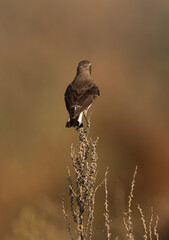 Pied wheatear perched on dry twig, Bahrain