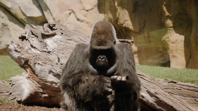 Eastern gorilla sits in the center of the frame and scratches his paw.