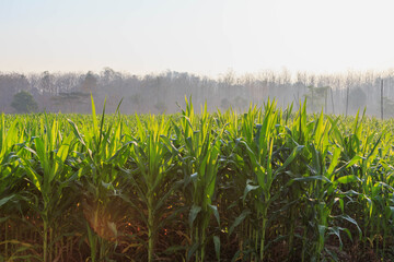 Beautiful morning  the corn field