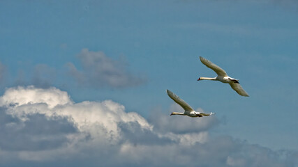 cygne en vol