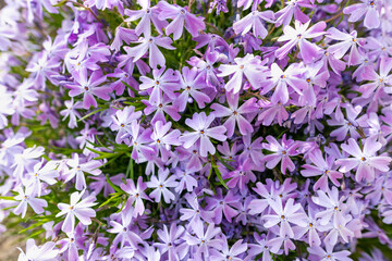 Purple creeping phlox. Blooming phlox in spring garden, top view close up. Rockery with small pretty violet phlox flowers, nature background.