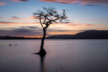 Fototapeta na wymiar Sunset by the Lone Tree at Milarrochy Bay on the shores of Loch Lomond in Scotland