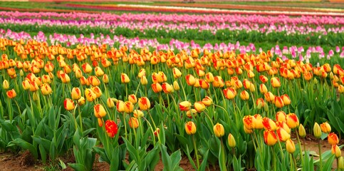 View of a colorful tulip field with flowers in bloom in Cream Ridge, Upper Freehold, New Jersey, United States