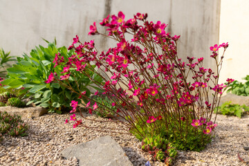 Saxifraga arendsii. Blooming saxifraga in rock garden. Rockery with small pretty pink flowers,...
