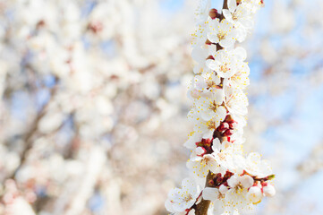 tree spring blossom flowers close-up