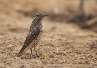 Obraz premium Common rock thrush perched on the ground, Bahrain