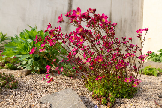 Saxifraga arendsii. Blooming saxifraga in rock garden. Rockery with small pretty pink flowers, nature background.