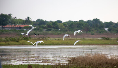 Flock of birds near a pond. A beautiful view of Nature!