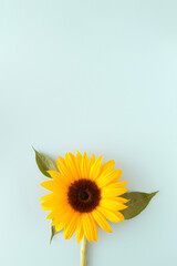 Sunflower on a  blue background with large copy space. Spring summer floral concept. Beautiful natural flower.