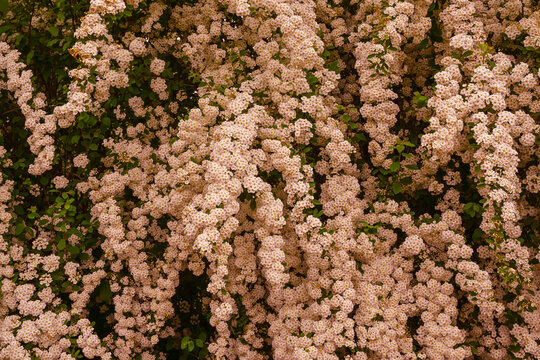 A wonderful Spiraea shrub in full bloom_ Baden-Baden, Germany