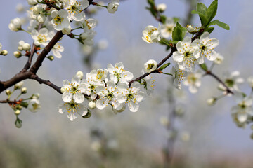 Fruit garden in spring, rural scene. Cherry blossom on blurred background, white flowers and buds with leaves on a branch