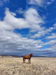 Horse on spring meadow 